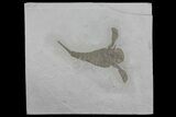 Eurypterus (Sea Scorpion) Fossil - New York #173014-1